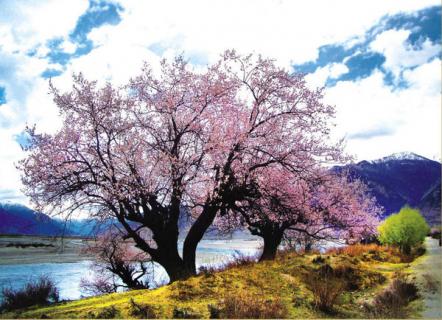 2019林芝桃花節(jié)